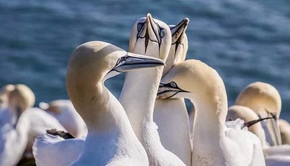 冲突第31天，伊朗熬赢了？埃尔多安开出参战条件，以军近乎崩溃