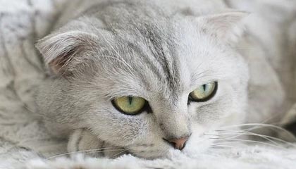 币圈院士：2.4比特币清算潮，谁是飞蛾？谁是幸存者？最新行情分析及思路参考