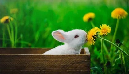 刑罚玉女登梯是谁发明的?女子为何宁死也不愿受罚