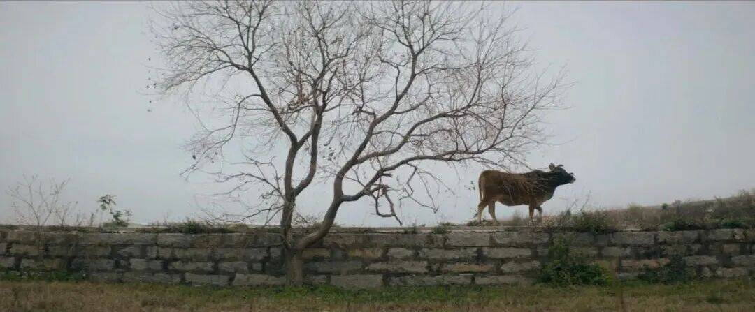城市打工人，花十几万回村给父母补缴社保