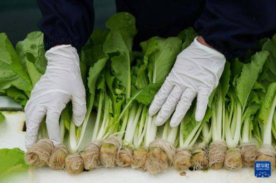 “植物工厂”里看丰收智慧